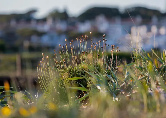 Palm Breeze Terrace *