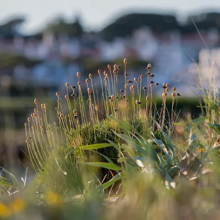 Palm Breeze Terrace *